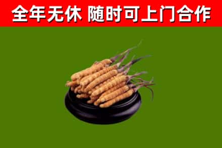京口回收散虫草